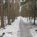 Тропа между железной дорогой и Бумажной просекой в городе Москва