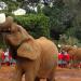 Nairobi National Park Animal Orphanage in Nairobi city