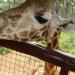 Nairobi National Park Animal Orphanage in Nairobi city