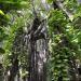 300 years old banyan tree