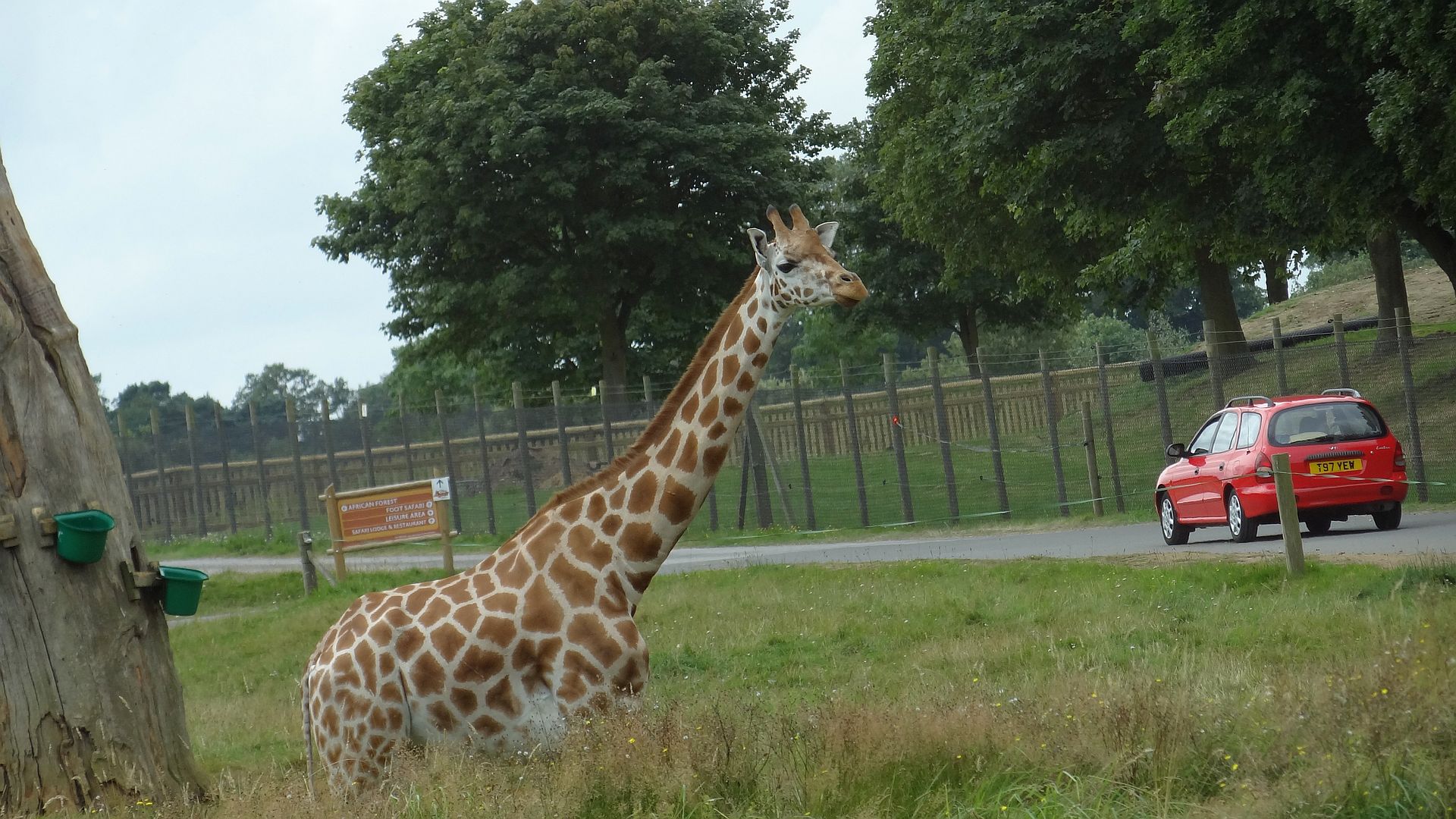Woburn Safari Park woburn-safari-park