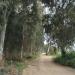 Hadera Forest