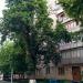 Каштан Іващенко в місті Київ