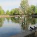 Озеро с лебедями в городе Ивано-Франковск