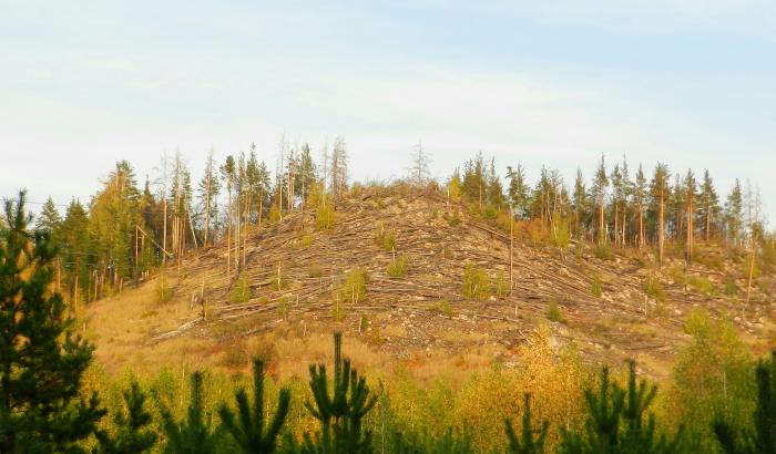 Гора с поваленным лесом image 3