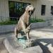 The Saber-Toothed Tiger in Berkeley, California city