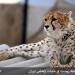 The new site Kushki - Site propagation and breeding in captivity The Asiatic cheetah/ Iranian cheetah,