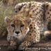 The new site Kushki - Site propagation and breeding in captivity The Asiatic cheetah/ Iranian cheetah,