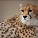 The new site Kushki - Site propagation and breeding in captivity The Asiatic cheetah/ Iranian cheetah,