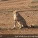 The new site Kushki - Site propagation and breeding in captivity The Asiatic cheetah/ Iranian cheetah,