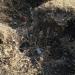 Остатки исторического здания в городе Псков