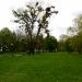 Park im. Ignacego Włodzimierza Garbolewskiego (pl) in Sochaczew city