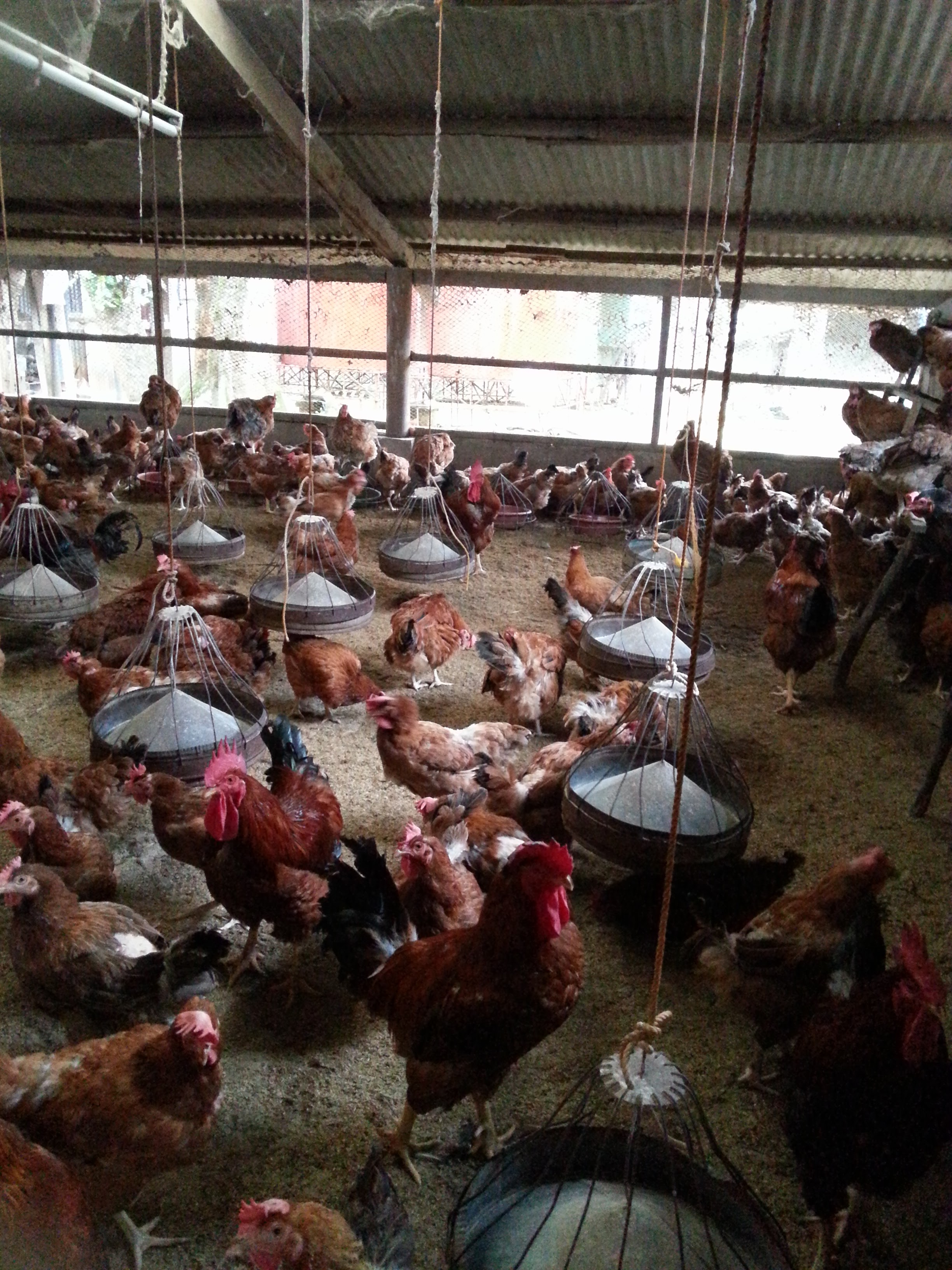 Poultry Farm - Pongol