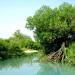 Qeshm Mangrove forests - UNESCO Global  Geopark