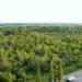 Сосновая роща в городе Йошкар-Ола
