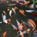 Koi Pond in Manolo Fortich city
