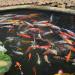 Koi Pond in Manolo Fortich city
