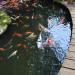 Koi Pond in Manolo Fortich city