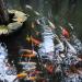 Koi Pond in Manolo Fortich city