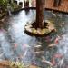 Koi Pond in Manolo Fortich city