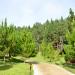Path in Manolo Fortich city