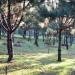 Pine Tree in Manolo Fortich city