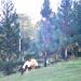 Pine Tree in Manolo Fortich city