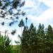 Pines in Manolo Fortich city