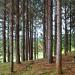 Pines in Manolo Fortich city