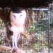 Aviary in San Fernando City city