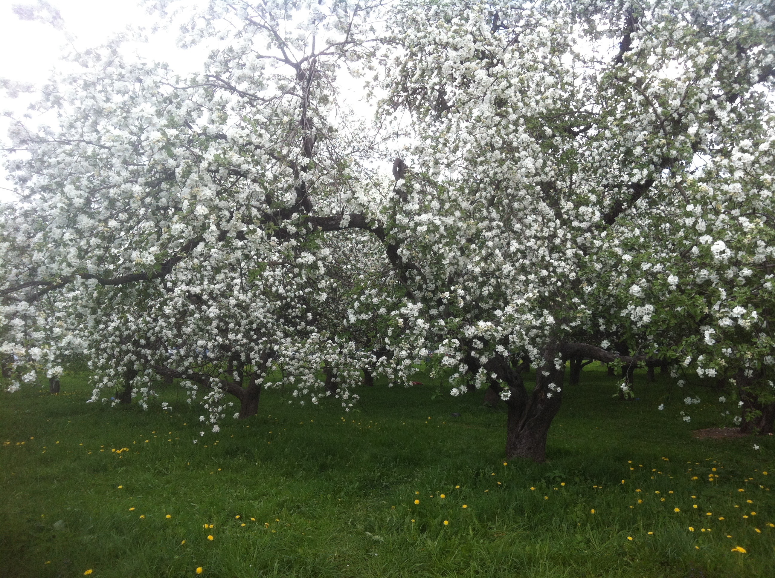 Яблоневый сад Люберцы