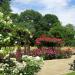 Rosarium in Dobrich city