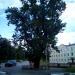 Дуб, посаженный в честь победы в Отечественной войне 1812 года (ru) in Rzhev city