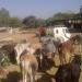 (PKP) Pashupati Kalyan Parishad (Best NGO in Udaipur for animals) in Udaipur city