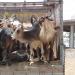 (PKP) Pashupati Kalyan Parishad (Best NGO in Udaipur for animals) in Udaipur city