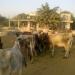 (PKP) Pashupati Kalyan Parishad (Best NGO in Udaipur for animals) in Udaipur city