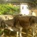 (PKP) Pashupati Kalyan Parishad (Best NGO in Udaipur for animals) in Udaipur city