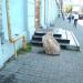 Декоративный камень (ru) в місті Київ