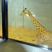 maison des girafes (fr) в городе Париж