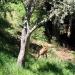 Claremont Canyon Regional Preserve in Oakland, California city