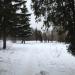 Лесополоса посёлка Птицефабрика в городе Томилино