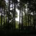 Сосновая роща в городе Пермь