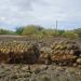 Mangrove Plantations Between Brgy. Mambag-id & Brgy. Bongol