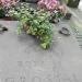The tomb of Grostal family in Warsaw city