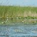 Floodplains of Oskil River