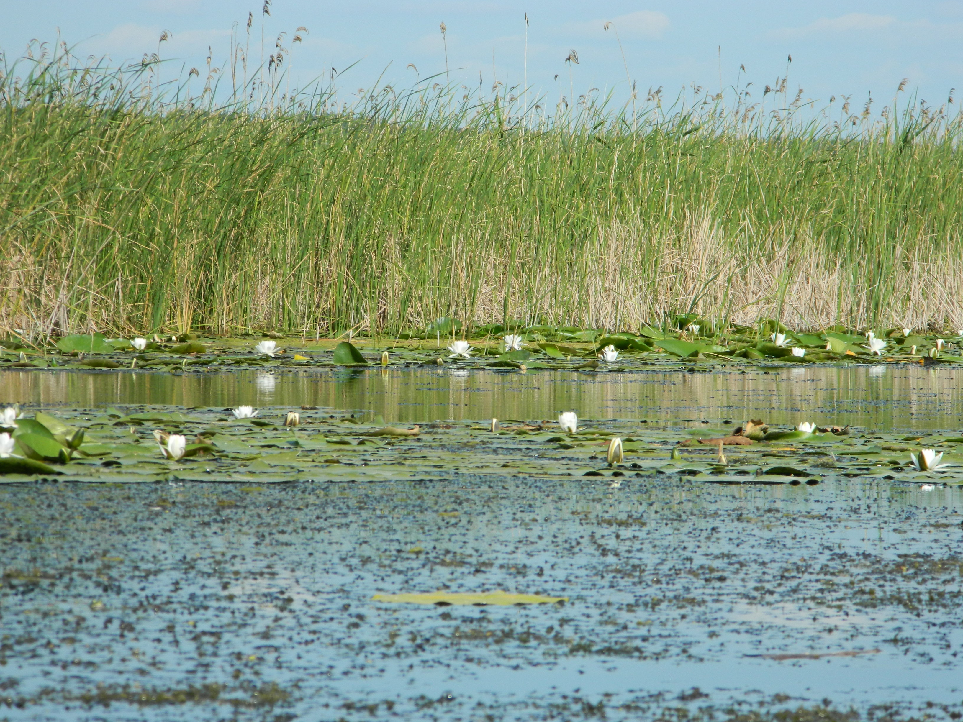Floodplains of Oskil River