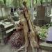 The tree on the tomb in Warsaw city