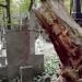 The tree on the tomb in Warsaw city