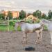 Школа верховой езды «Регион» в городе Красногорск