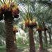 Dalaki Date palm  groves